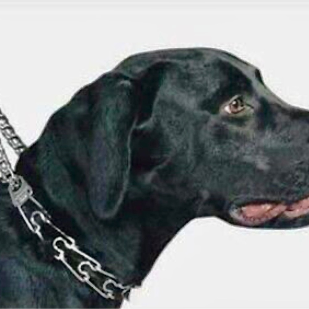 Top Paw Quick-Release Prong Collar